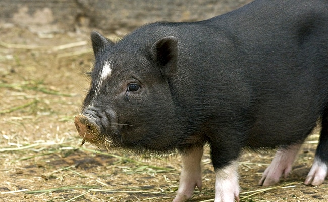 Parc animalier - Au Gré du Pré